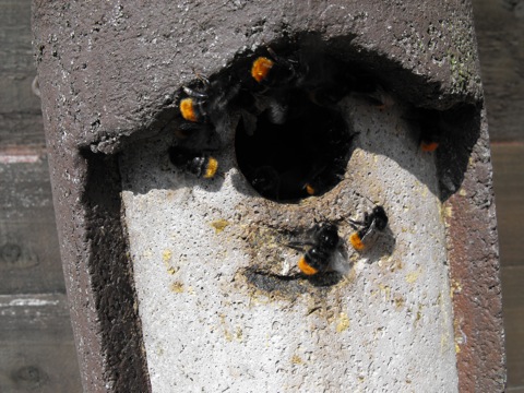 Bumblebees nests & wax moths- the silent but deadly killers! MUST SEE