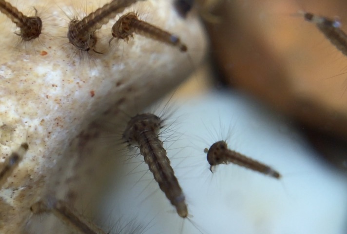 What does a whirligig beetle eat, and what eats it?