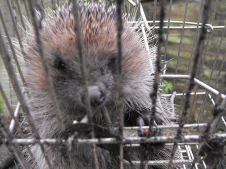 porcupine trap, porcupine traps, porcupine cage, porcupine cages