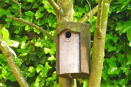 After birds leave a nest box, can I clean out the nest for future