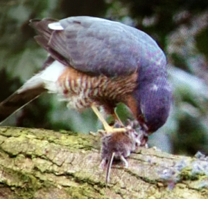 Sparrowhawk eating a mouse
