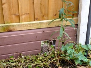 Hoglets in my wildlife garden feeding