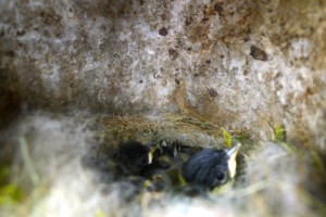 Garden Wildlife makes your garden interesting!