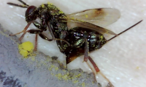 Monodontomerus wasp ovipositing through mud & inside a Red mason bee cocoon 