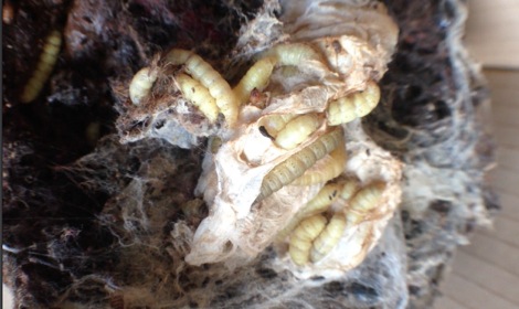 Take a closer look at the wax moth, Aphomia sociella-video | nurturing ...