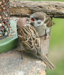 Garden feeding stations helping house and tree sparrows? | nurturing nature