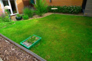 New home. Boring lawn!