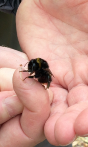Queen bumblebee awake on wet windy November day 2015 video
