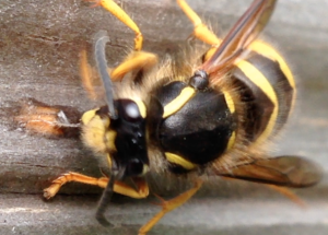 Queen wasp chewing my shed!