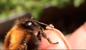Queen Tree Bumblebee cleans my nails video