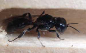 Crossovers sp. predator of small flies 