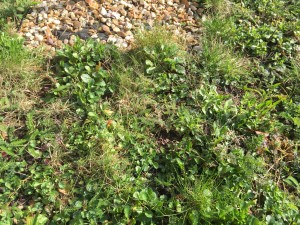 Spot the resting bumblebee queen B. terrestris in my wildlife garden