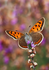Butterflies slump in colder than average summer – Butterfly Conservation
