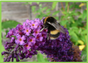 Garden Bumblebee Talk Risley Moss Local Nature Reserve
