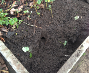 B. terrestris nest in strawberry bed 