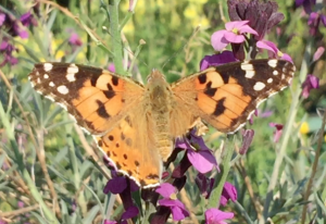 Painted Lady drops in for breakfast!