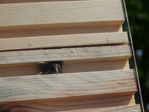 First ever wool carder bees in wildlife garden and nest boxes! video