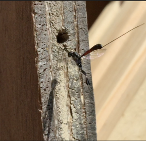 Gasteruption jaculator, a cleptoparasitic wasp, visits my wildlife garden