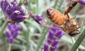 Death in the organic lavender bed at Ryton Gardens Bee Festival video