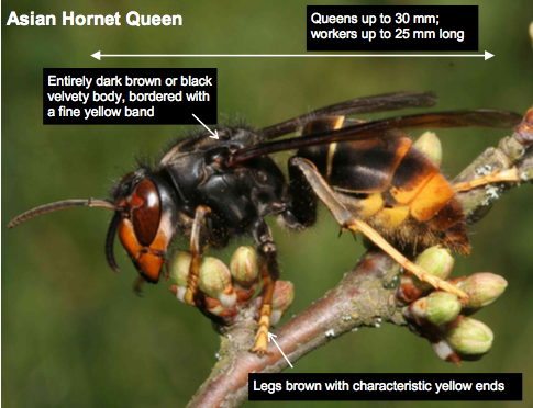 Asian hornets. A threat to solitary bees or bumblebees? | nurturing nature