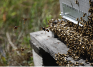 Fig 2. A honeybee colony under V. velutina predation pressure. The foraging activity has totally stopped and a large number of honeybees cover the bee-hive flight board to form a bee-carpet. From M. Arca et al