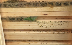 Red Mason bees will have to chew their way though the Leafcutter bee cells. Now that is a problem! 