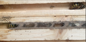 Hibernating queens wasps inside solitary bee nest box