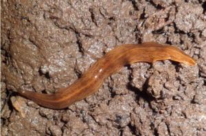 Another invasive species arrives in UK from imported plants