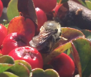Osmia leaiana using Cotoneaster leaves for nest site video 17/9/16