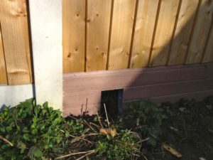 Hedgehogs need Hedgehog Highways and Homes-PTFS survey