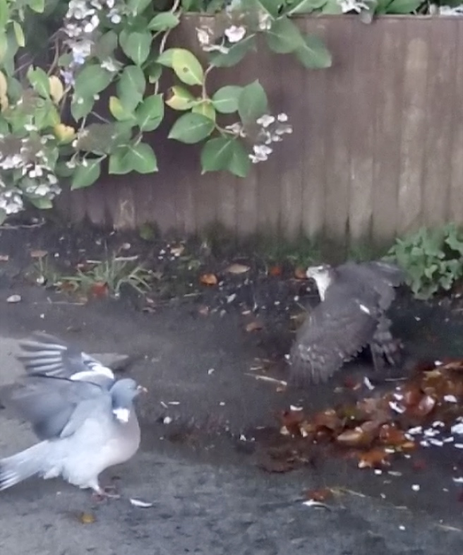 The Brave Woodpigeon And The Sparrowhawk Video Nurturing Nature