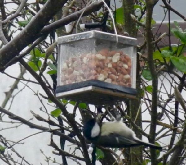 Nurturing Nature’s Peanut Feeder - Image 2
