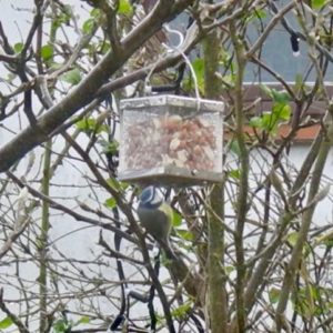 Nurturing Nature’s Peanut Feeder