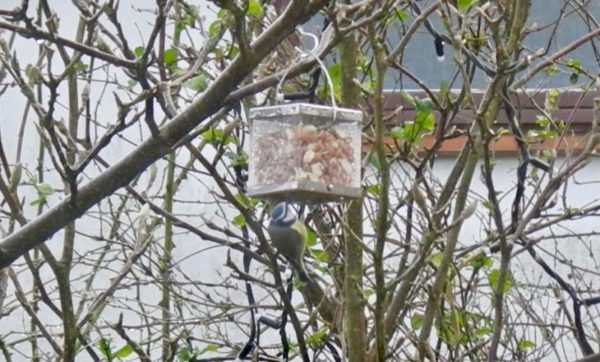 Nurturing Nature’s Peanut Feeder
