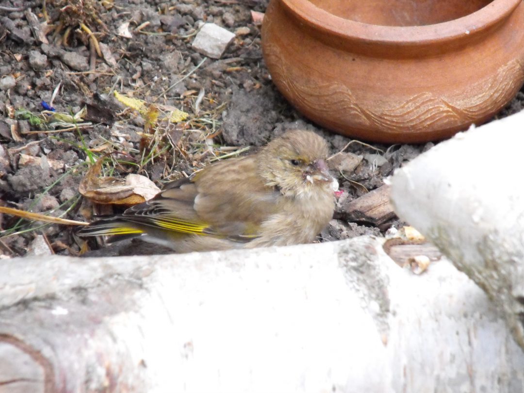 finches-with-typical-trichomonosis-or-fat-finch-disease-symptoms