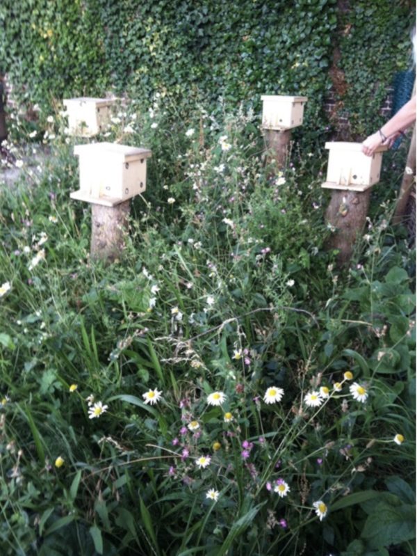Award Winning Bumblebee Nest Box - Image 2