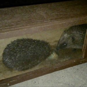 Hedgehog Observation Feeding Station