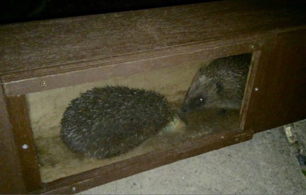 Hedgehog Observation Feeding Station