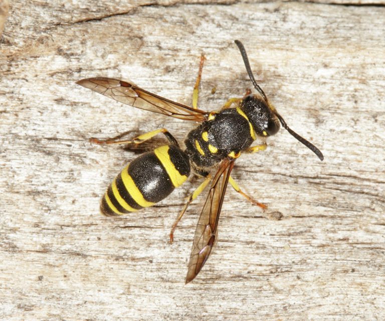 Ancistrocerus gazella solitary wasp larvae inside nesting cavity ...