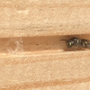 Summer unit for Nurturing Nature Bee Box - Image 4