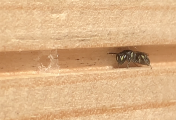 Summer unit for Nurturing Nature Bee Box - Image 4