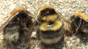 Bombus vestalis cuckoo bee visits active B. hypnorum nest. Why?