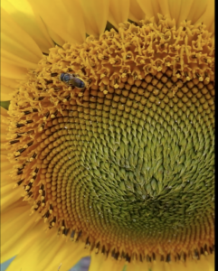 Heriades truncorum (large headed resin bee) dabbing pollen onto its abdomen when foraging