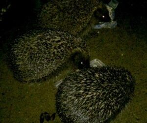 3 hedgehogs feeding together in my Nurturing Nature wildlife garden