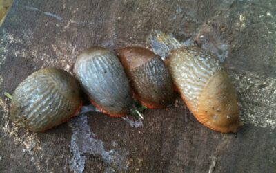 Spot the Spanish slug-citizen science Slugwatch website