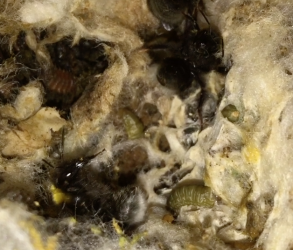 Bumblebee nests 2016 in my wildlife garden, successes and failures