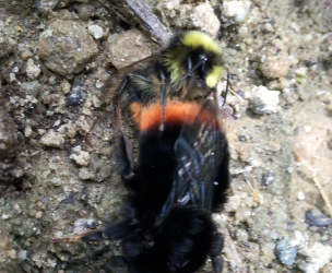 Neonicotinoids, a new inadvertent contraceptive for honeybees and bumblebees?