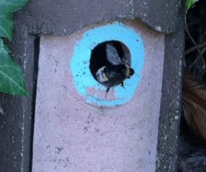 Bombus vestalis checks out potential nest site of its host, B. terrestris slo mo video