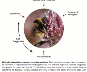 Bee and other pollinator decline research paper links