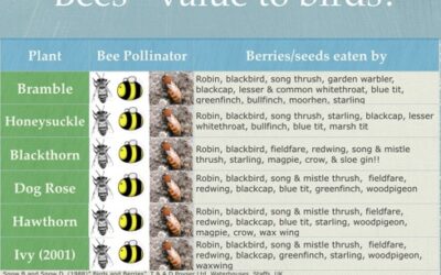 Thank you bees and other insects for helping make Christmas!